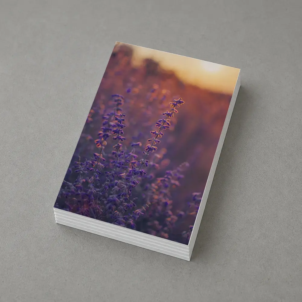 Purple Lavender Field Golden Sunset Glow – Postcards