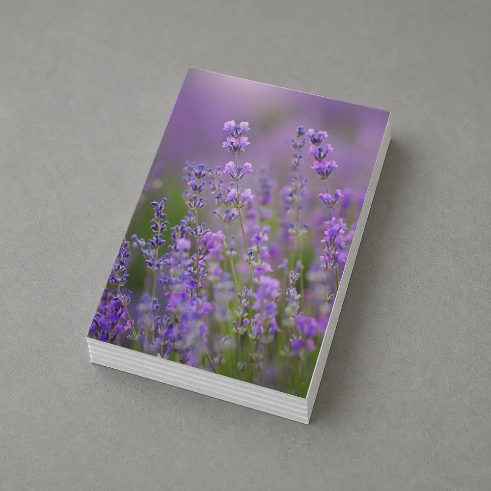 Lavender Flowers Purple Field Soft Light – Postcards