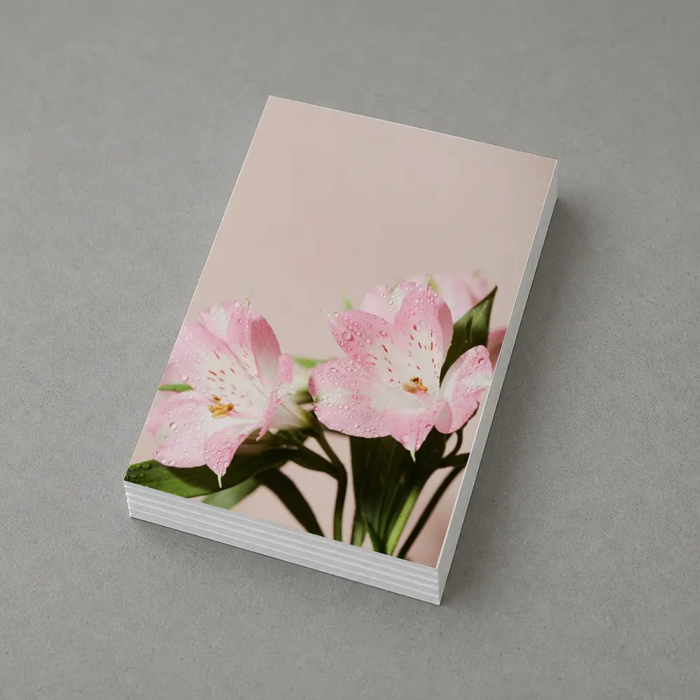 Pink Alstroemeria Flowers Soft Blush Background – Postcards