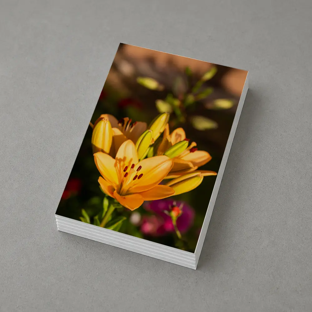 Orange Lily Flowers Blooming Garden Background – Postcards
