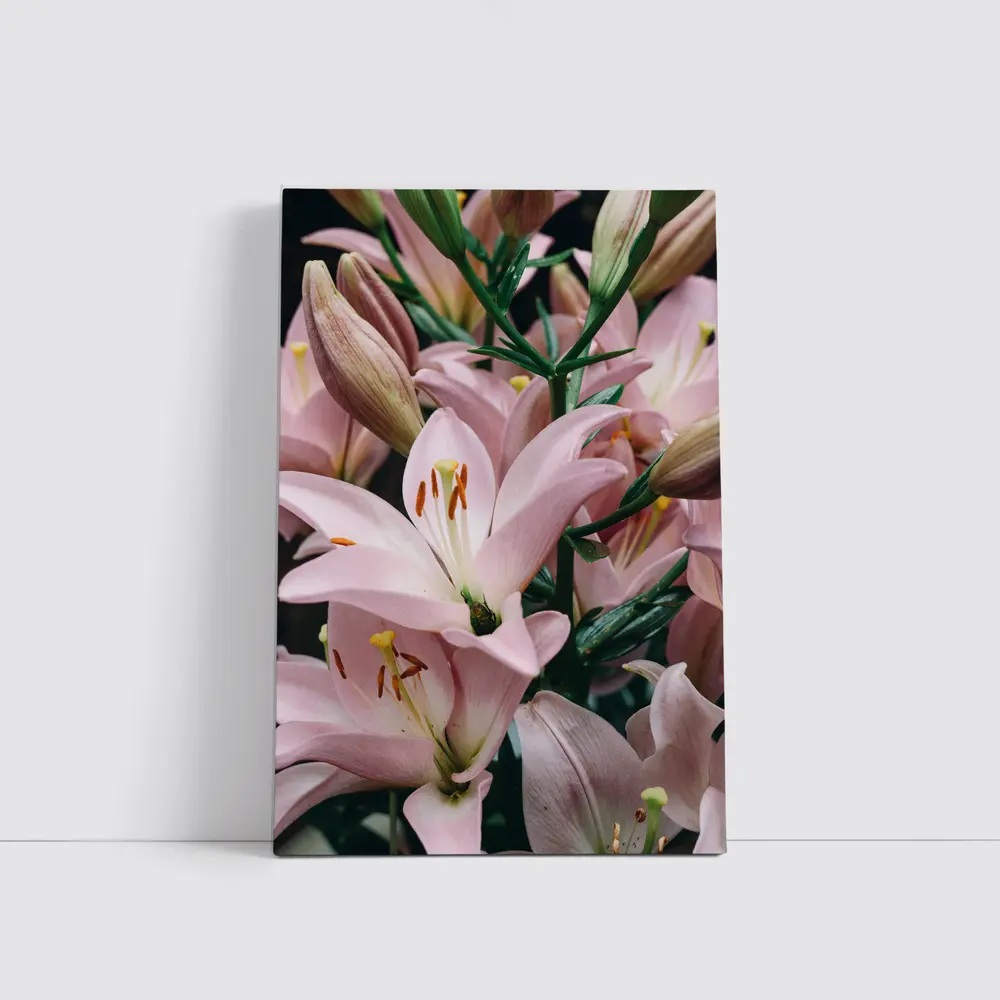 Pink Lily Flowers Close Up Dark Background – Wall Art