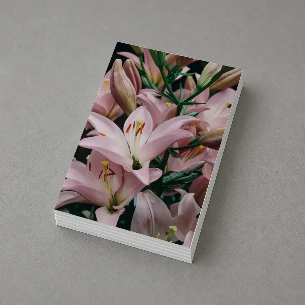Pink Lily Flowers Close Up Dark Background – Postcards