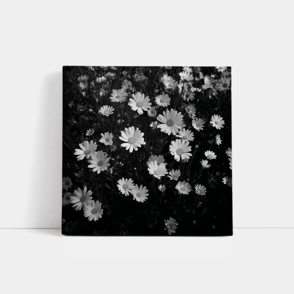 Black and White Daisy Field Floral Art – Wall Art