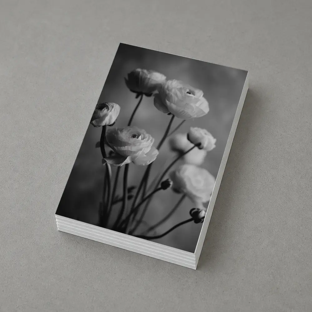 Black and White Ranunculus Flowers Soft Background – Postcards