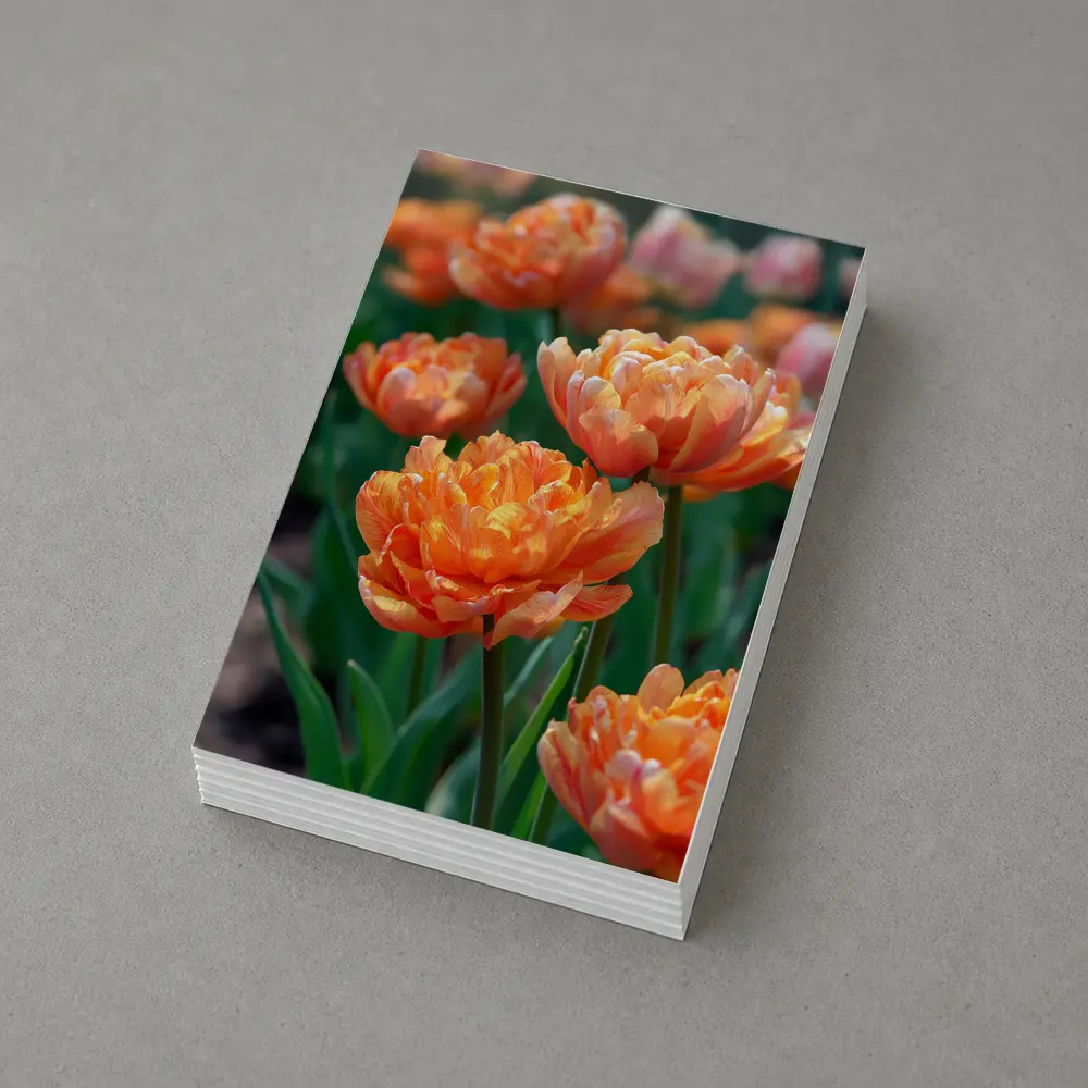 Orange Double Tulips Garden Sunny Day – Postcards