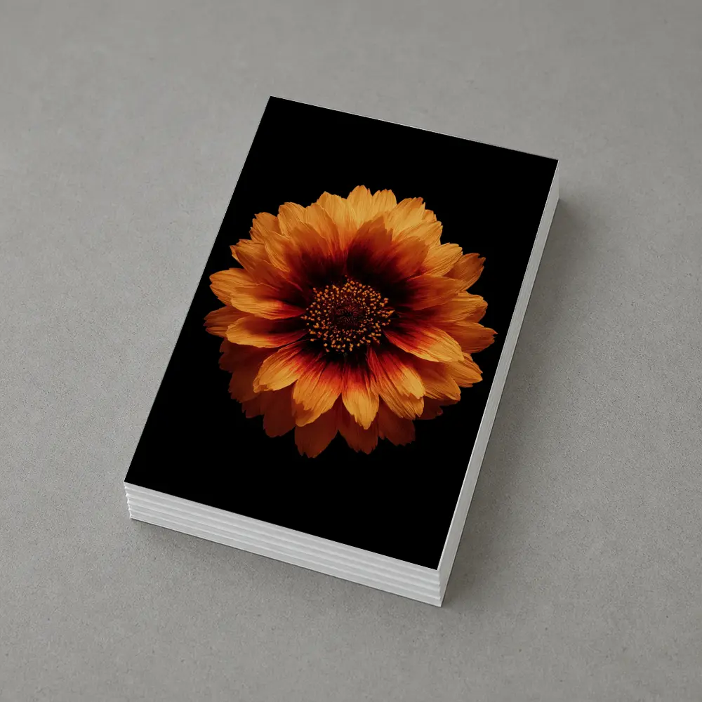 Orange Gaillardia Flower Black Background – Postcards