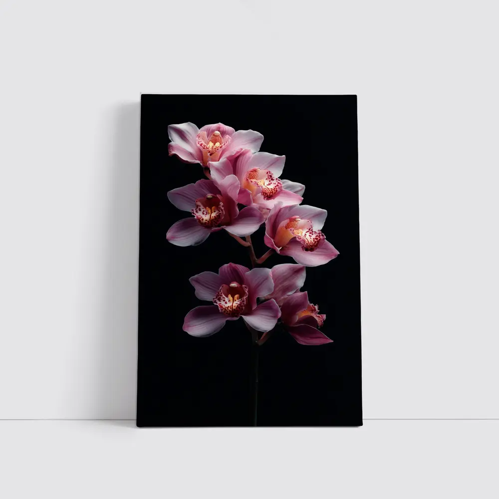 Pink Cymbidium Orchid Flowers Black Background – Wall Art