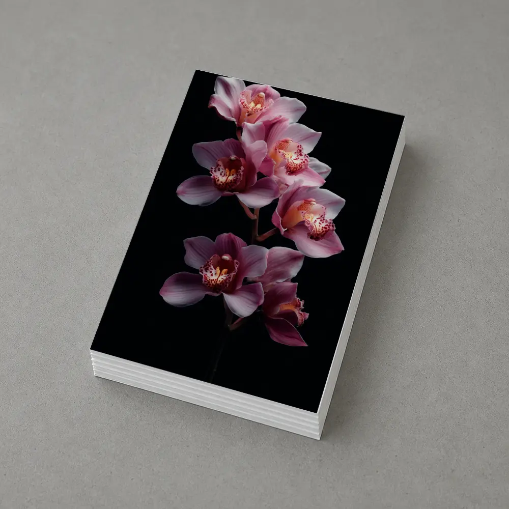 Pink Cymbidium Orchid Flowers Black Background – Postcards