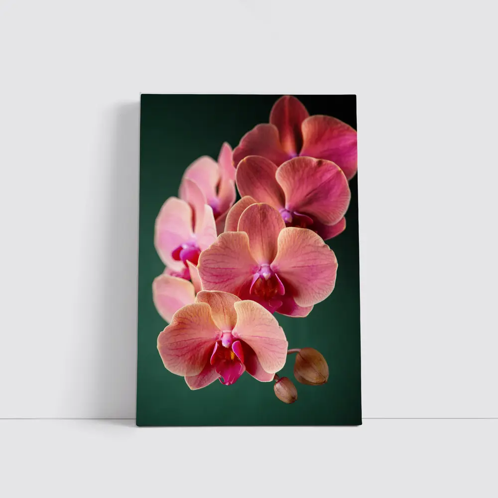 Pink Phalaenopsis Orchid Flowers Dark Green Background – Wall Art