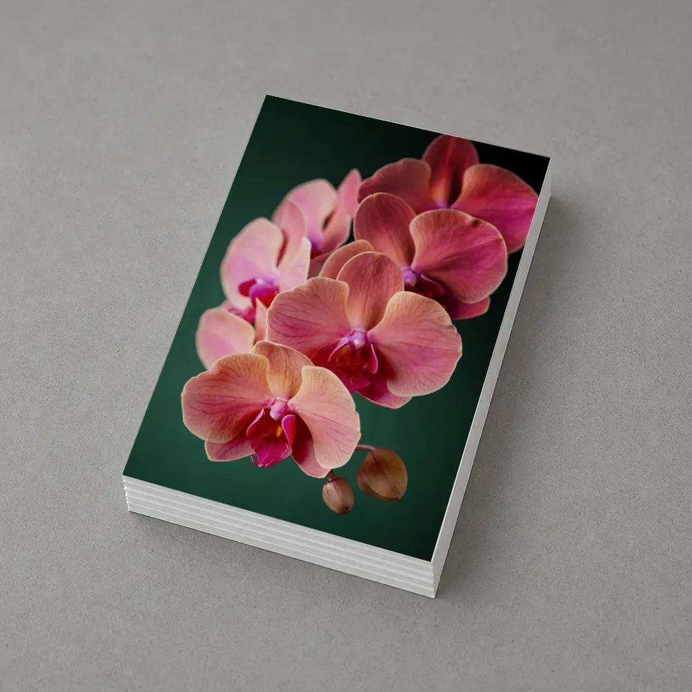 Pink Phalaenopsis Orchid Flowers Dark Green Background – Postcards