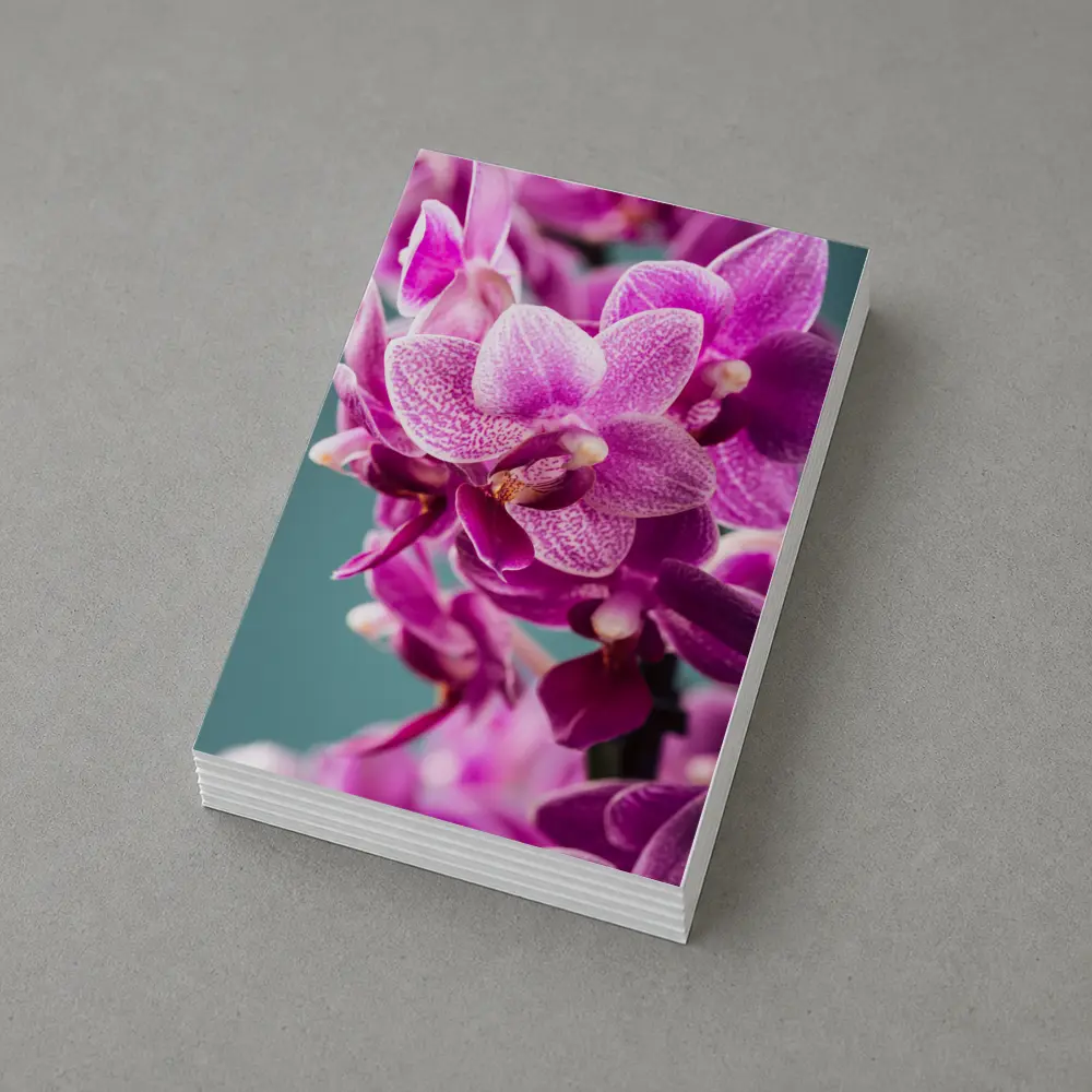 Pink Orchid Flowers on Teal Background – Postcards