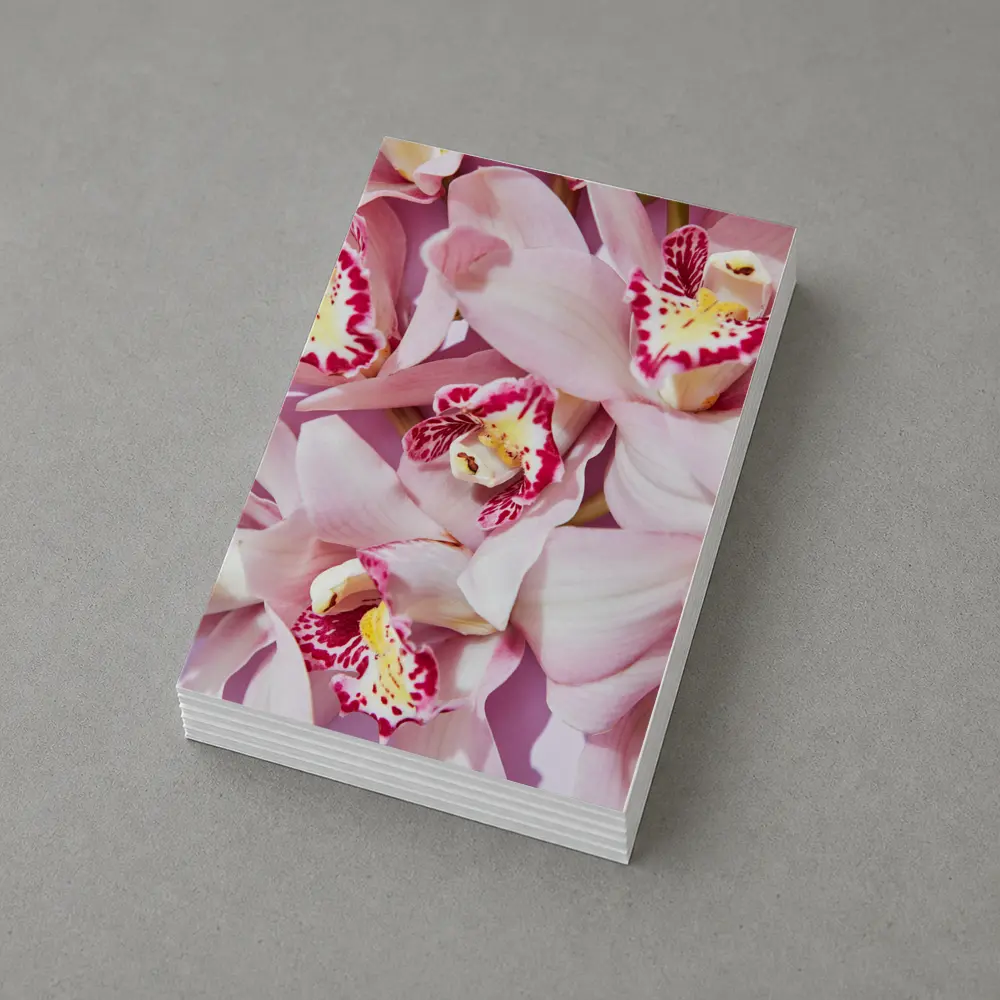 Pink Cymbidium Orchids on Pink Background – Postcards
