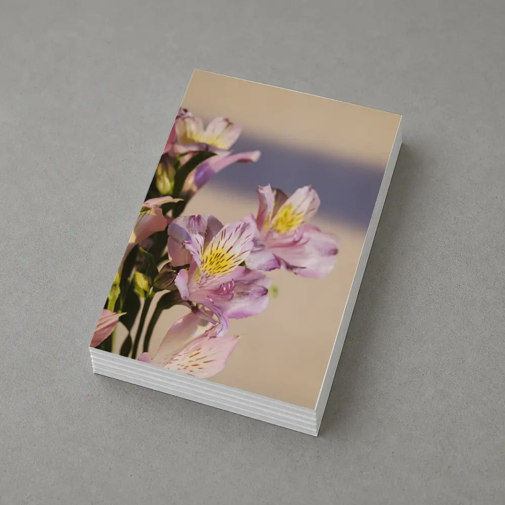 Pink Alstroemeria Flowers Soft Beige Background – Postcards