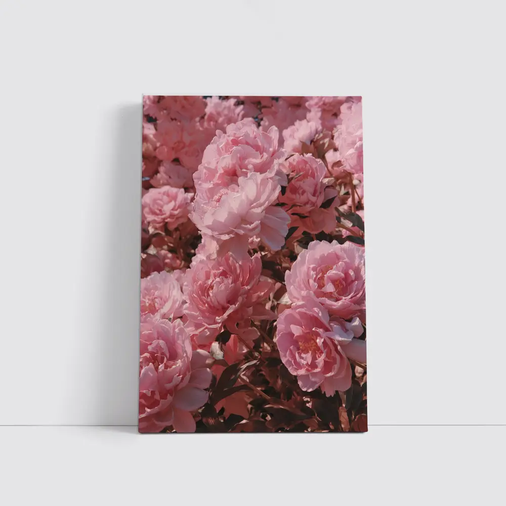 Pink Peonies Blooming In Soft Sunlight – Wall Art