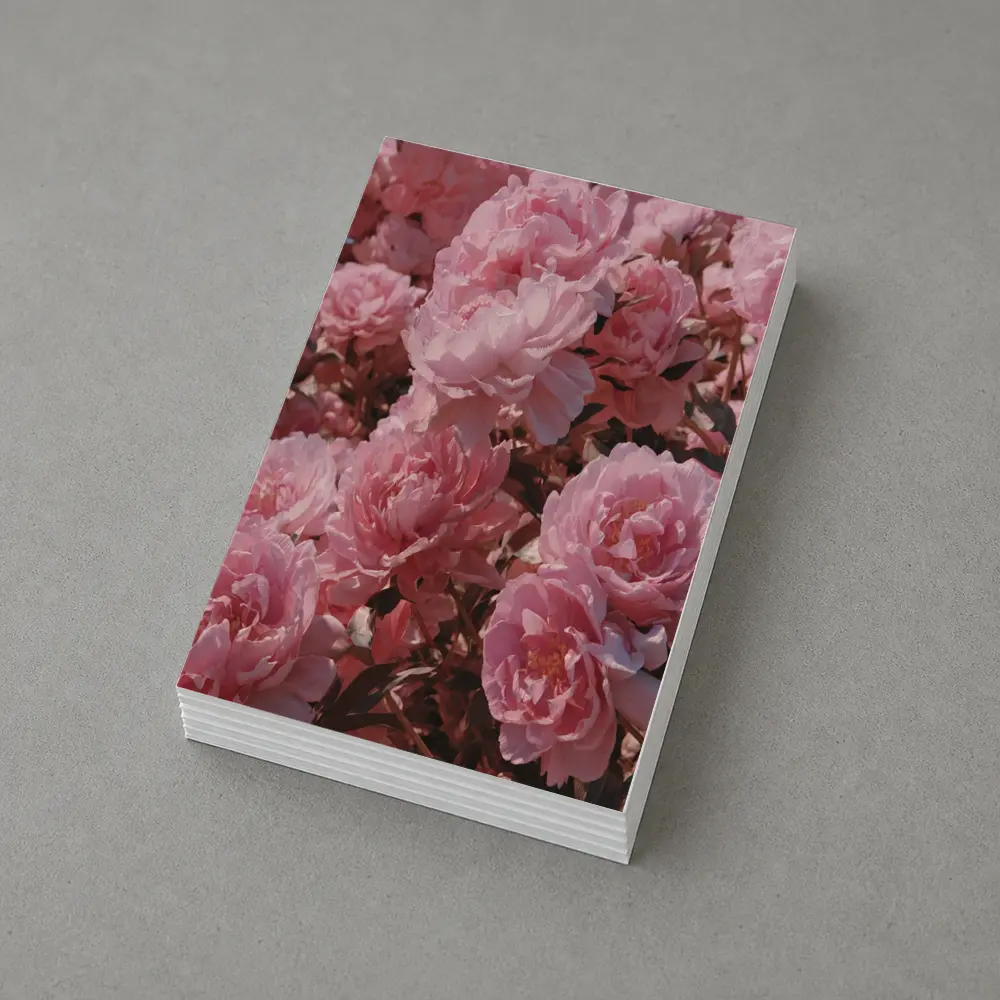 Pink Peonies Blooming In Soft Sunlight – Postcards