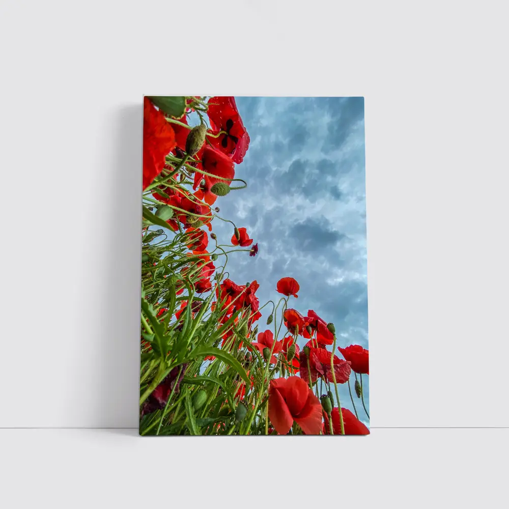 Red Poppies Field Against Cloudy Sky – Wall Art