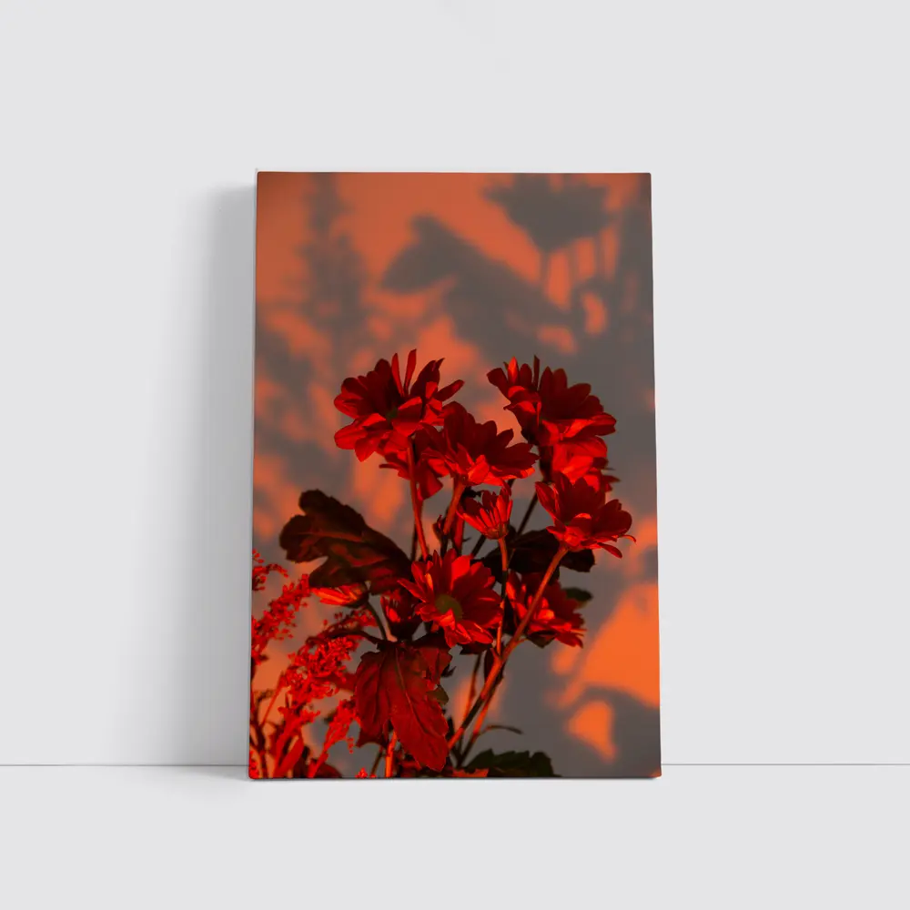 Red Chrysanthums Glowing Warm Sunset Wall – Wall Art
