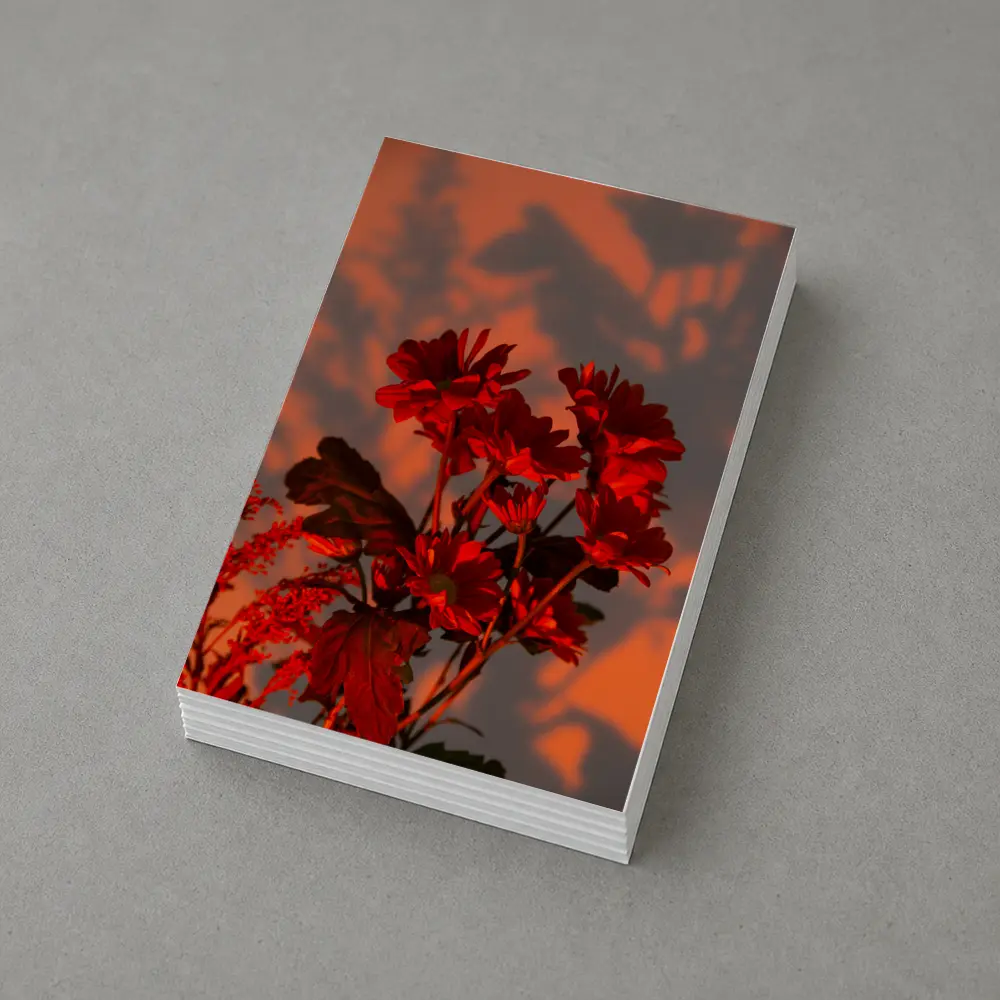 Red Chrysanthums Glowing Warm Sunset Wall – Postcards