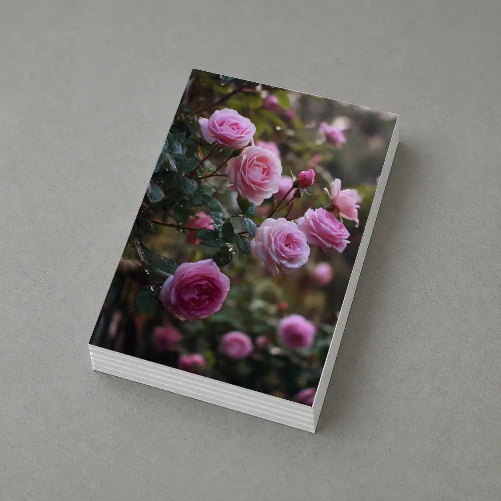 Pink Roses With Rain Drops Garden – Postcards