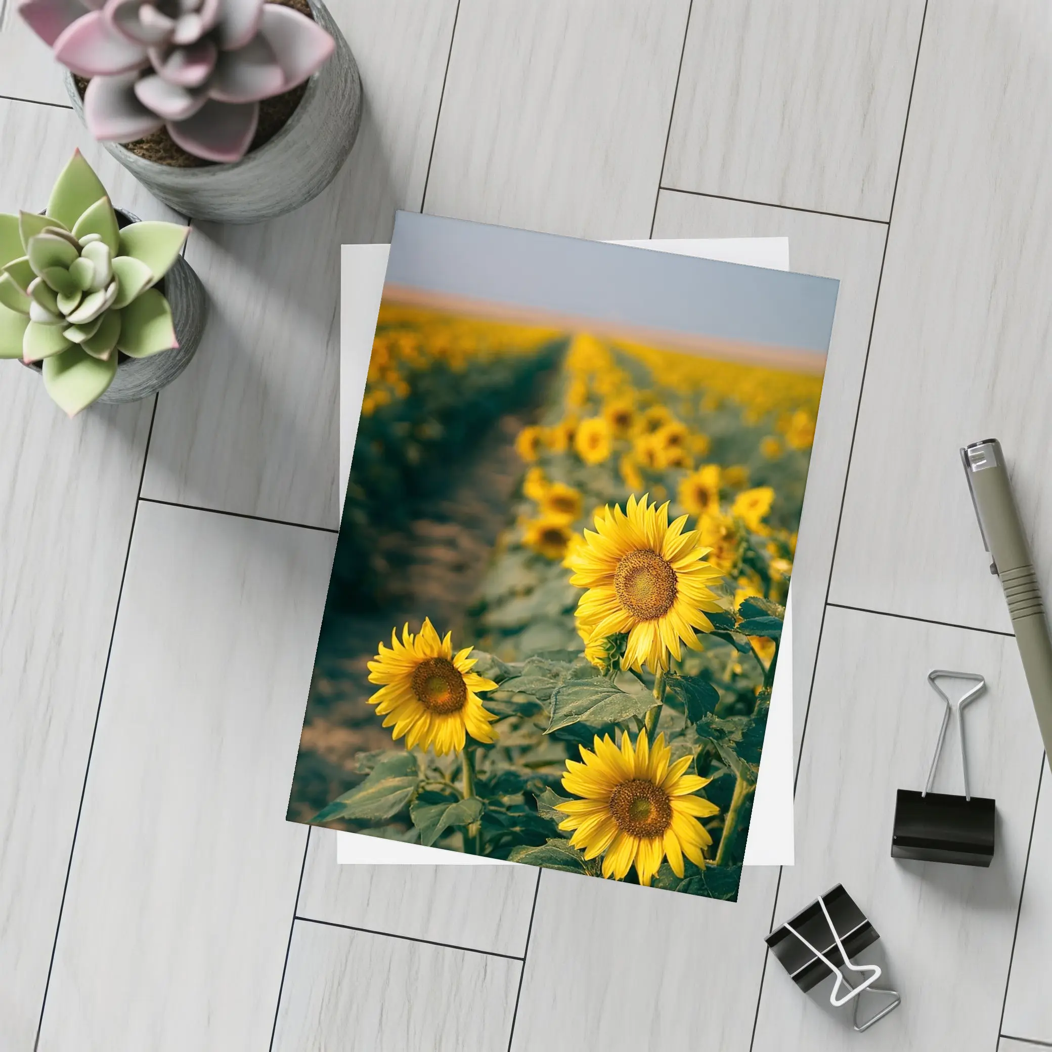 Sunflower Field Rows Under Clear Sky – Postcards