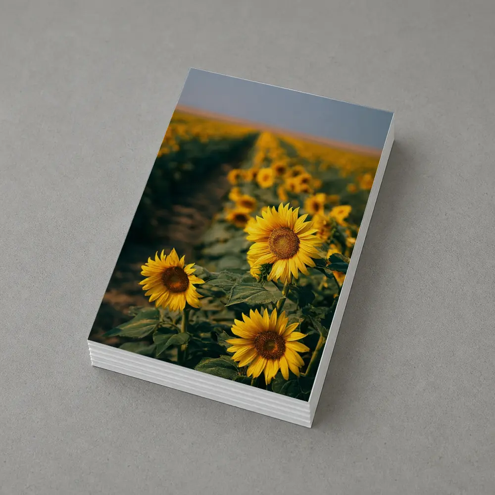 Sunflower Field Rows Under Clear Sky – Postcards