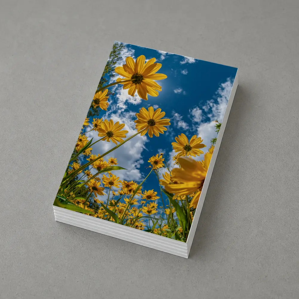 Yellow Daisies Against Blue Summer Sky – Postcards