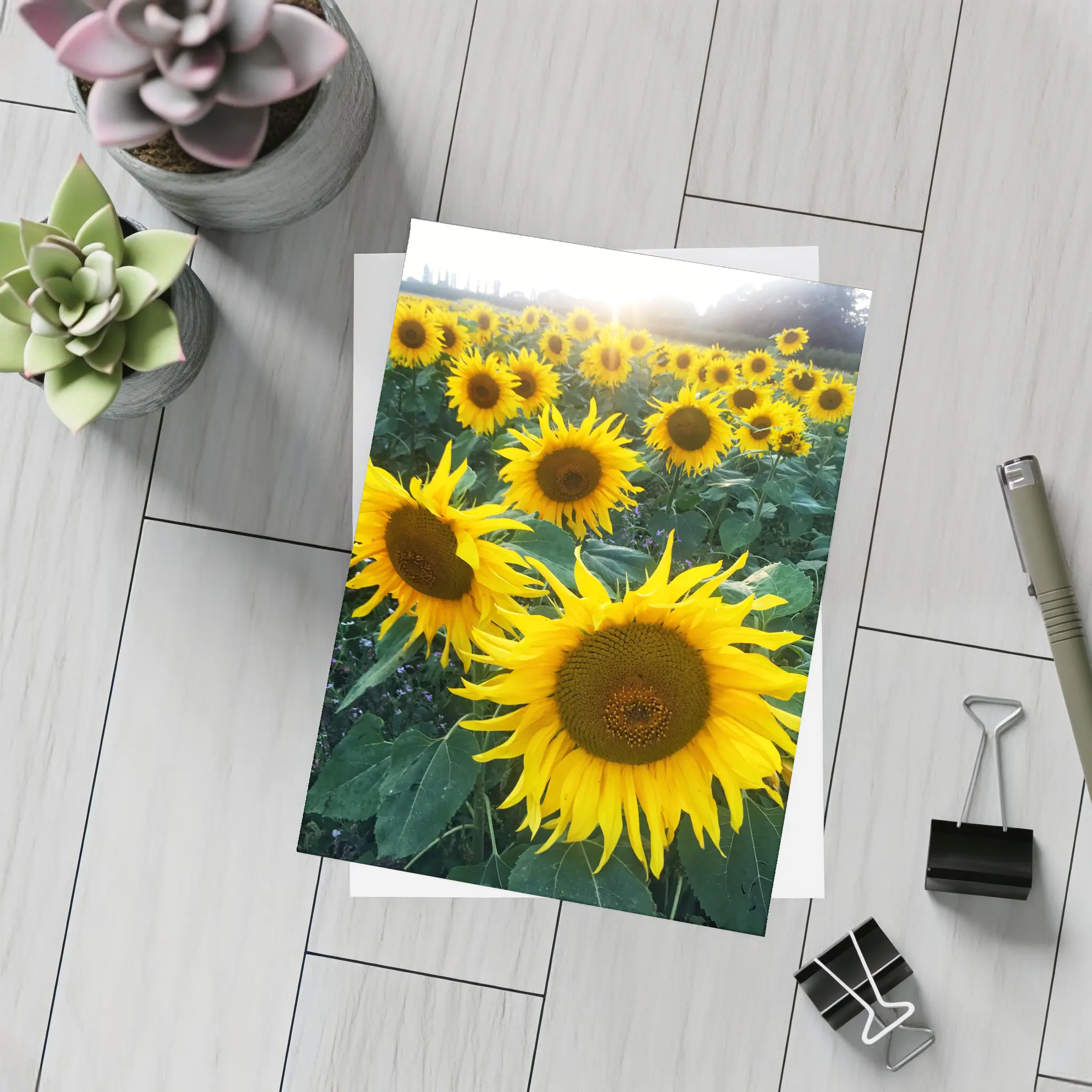 Sunflower Field Golden Summer Light – Postcards