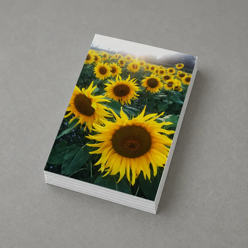 Sunflower Field Golden Summer Light – Postcards
