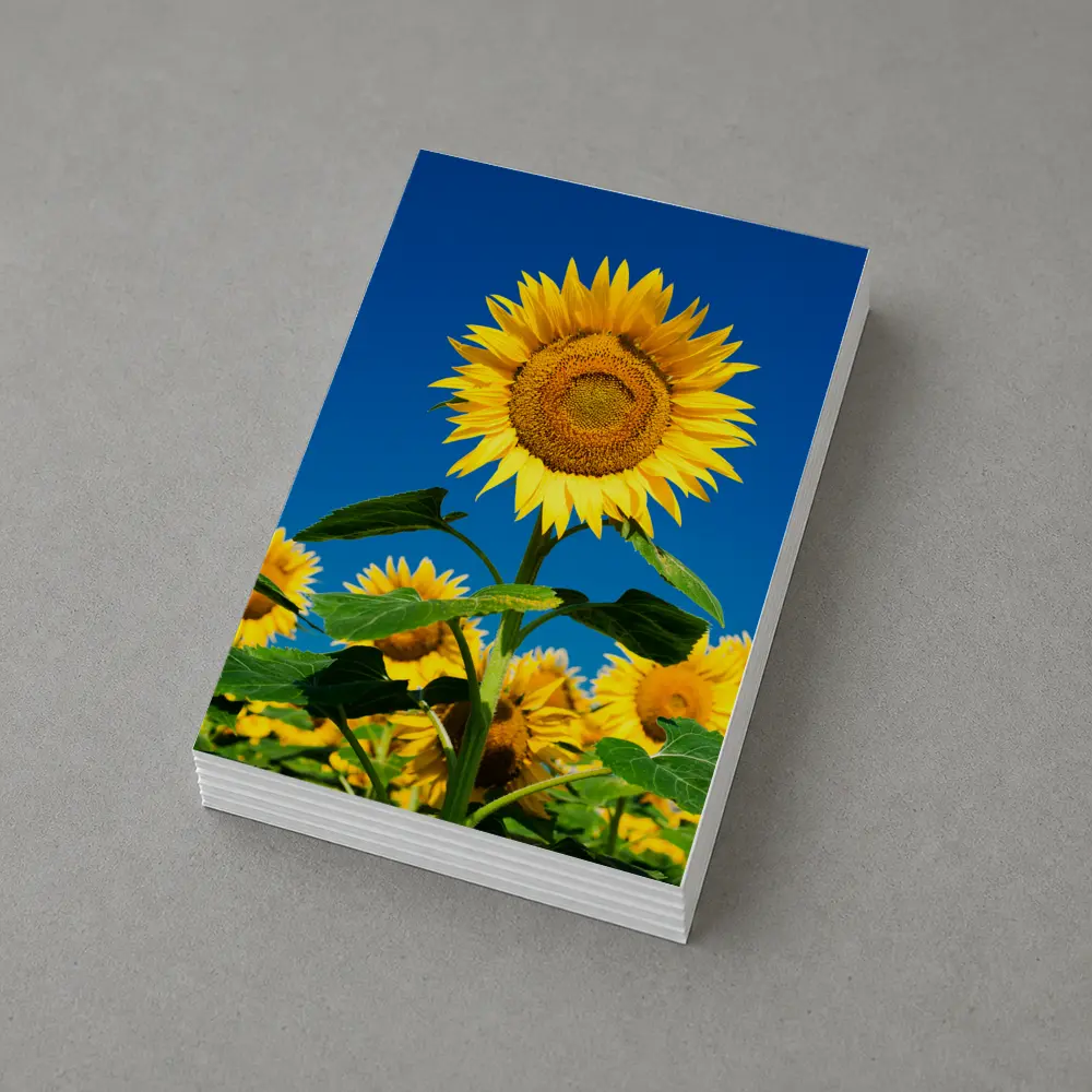 Sunflower Field Against Clear Blue Sky – Postcards