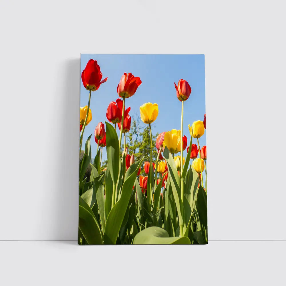 Red Yellow Tulips Against Blue Sky – Wall Art