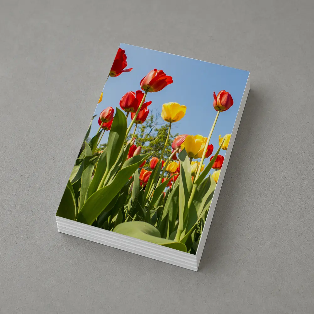 Red Yellow Tulips Against Blue Sky – Postcards