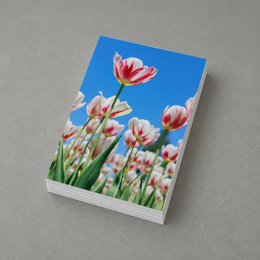 Red White Tulips Against Blue Sky – Postcards