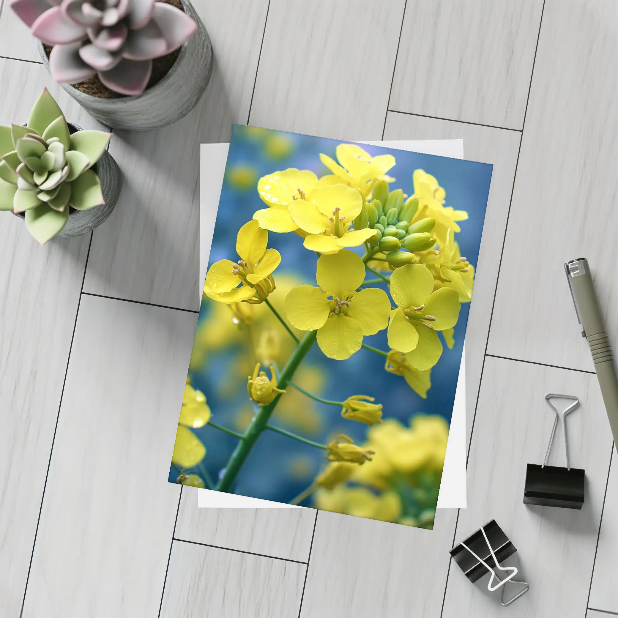 Yellow Rapeseed Flowers Against Blue Background – Postcards