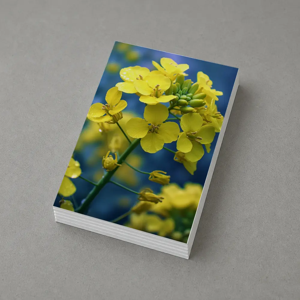 Yellow Rapeseed Flowers Against Blue Background – Postcards