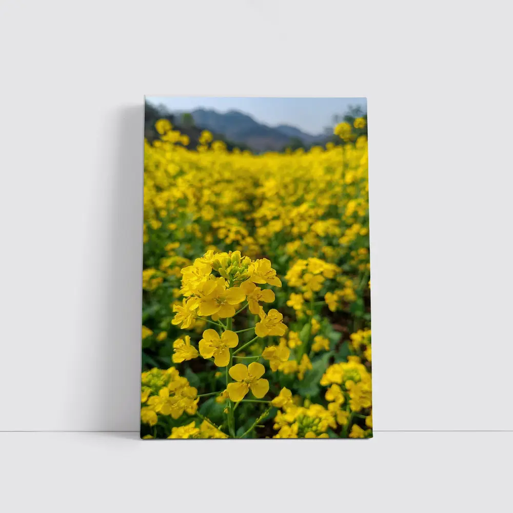 Yellow Rapeseed Flowers Field Mountain Background – Wall Art
