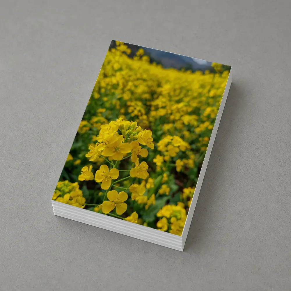 Yellow Rapeseed Flowers Field Mountain Background – Postcards