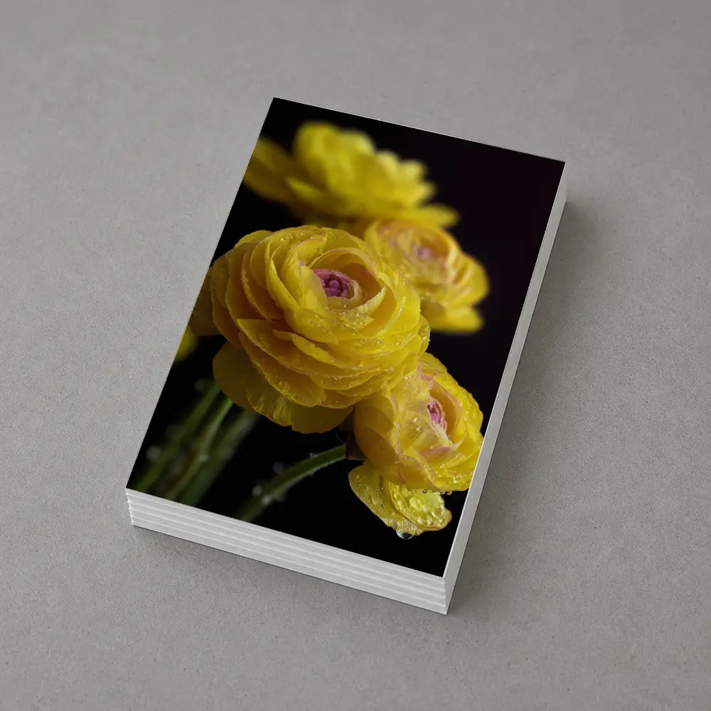 Yellow Ranunculus Flowers With Water Droplets – Postcards