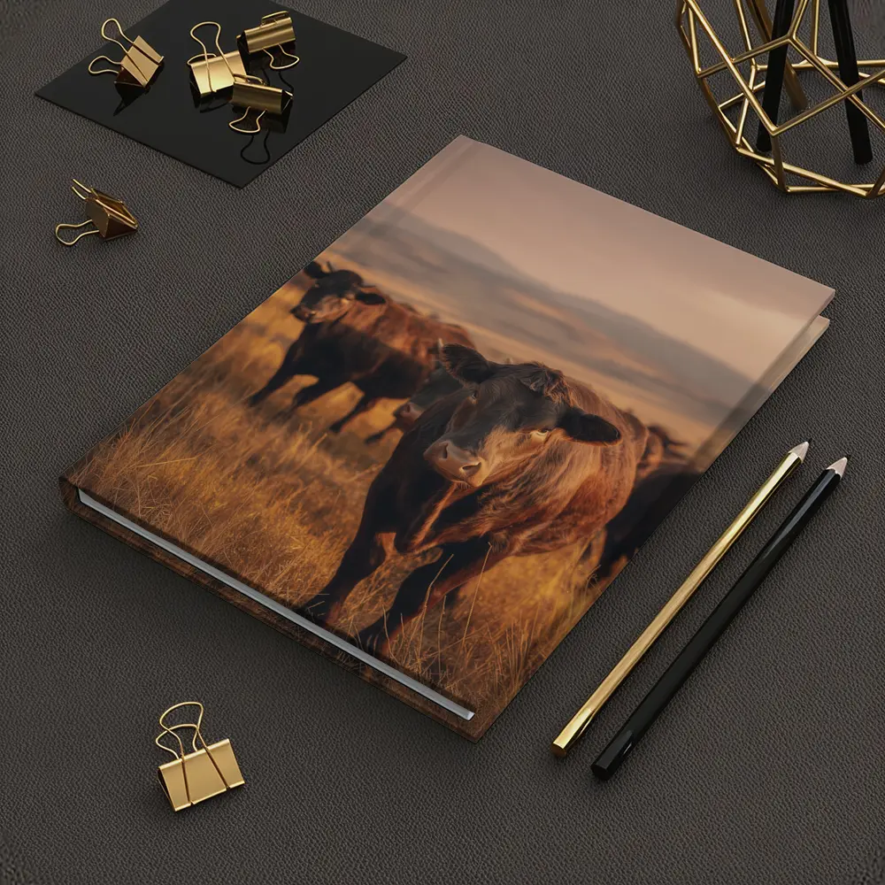 Angus Cattle Grazing Golden Dry Grassland – Notebooks