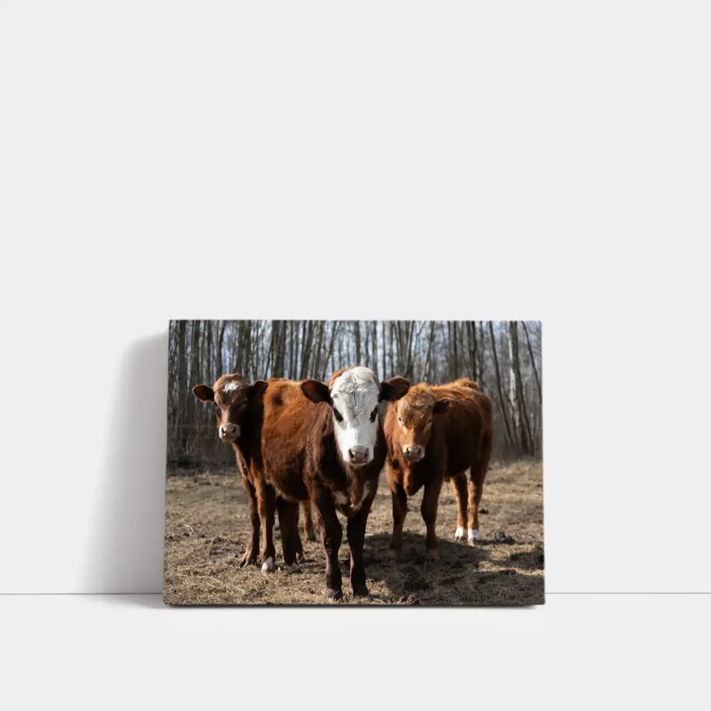 Hereford Calves Standing in Bare Field – Wall Art