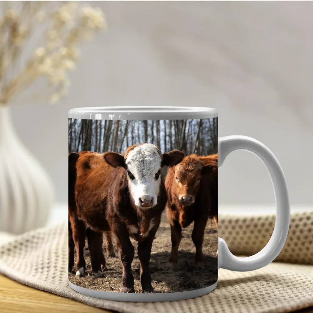 Hereford Calves Standing in Bare Field – Mugs