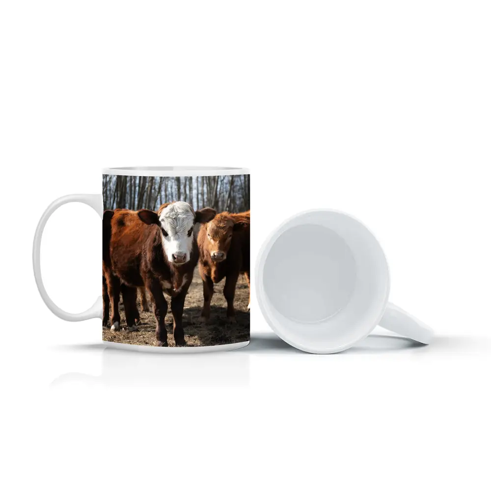 Hereford Calves Standing in Bare Field – Mugs
