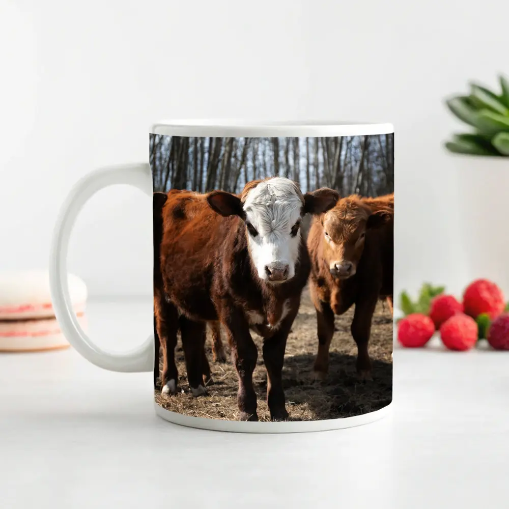 Hereford Calves Standing in Bare Field – Mugs