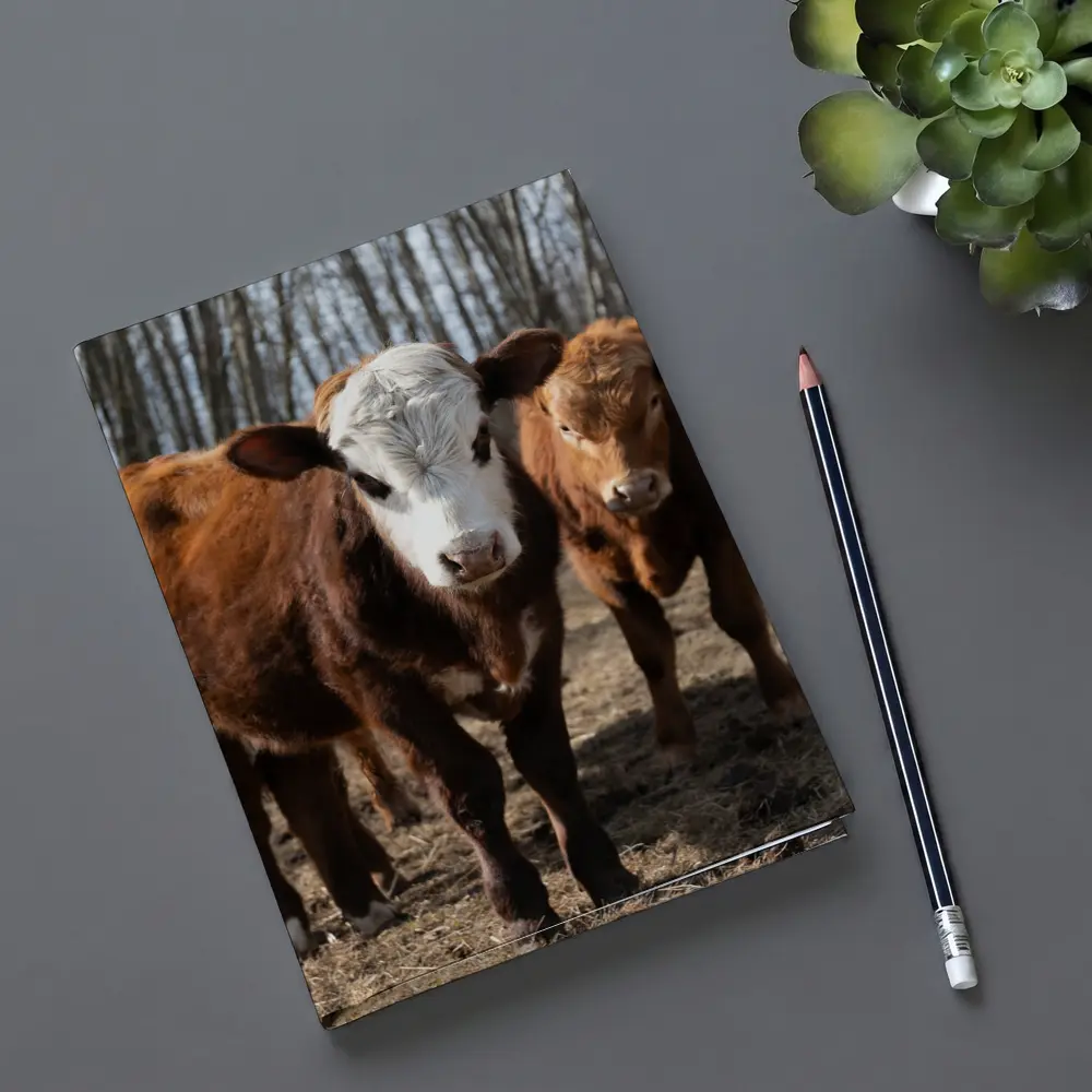 Hereford Calves Standing in Bare Field – Notebooks