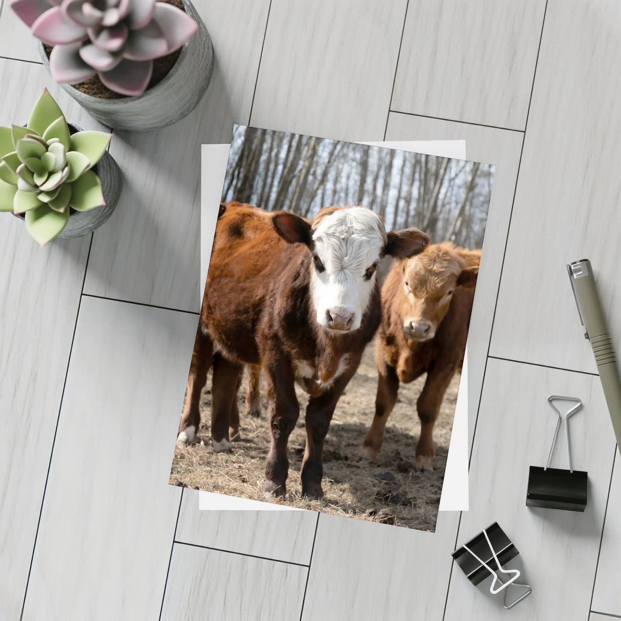 Hereford Calves Standing in Bare Field – Postcards
