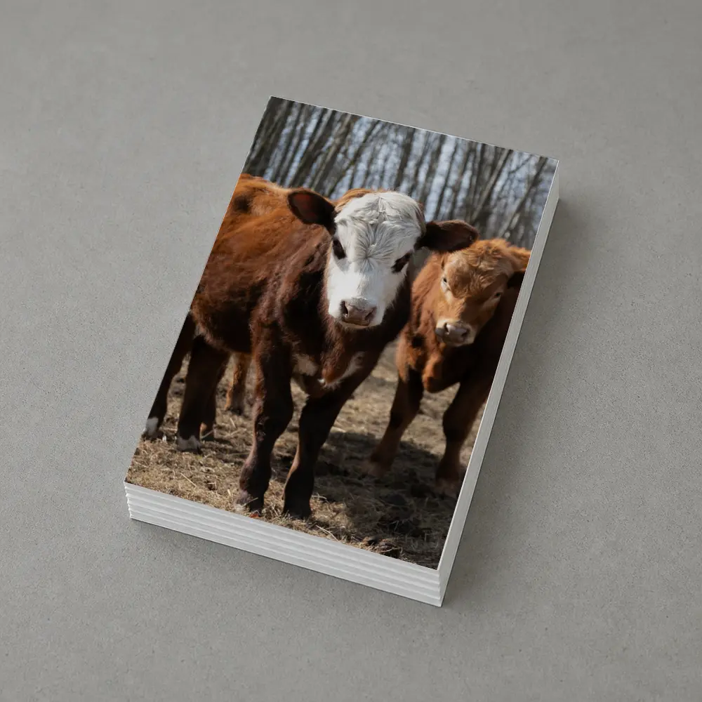 Hereford Calves Standing in Bare Field – Postcards