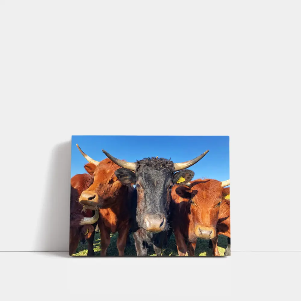Longhorn Cattle Close Up Blue Sky – Wall Art