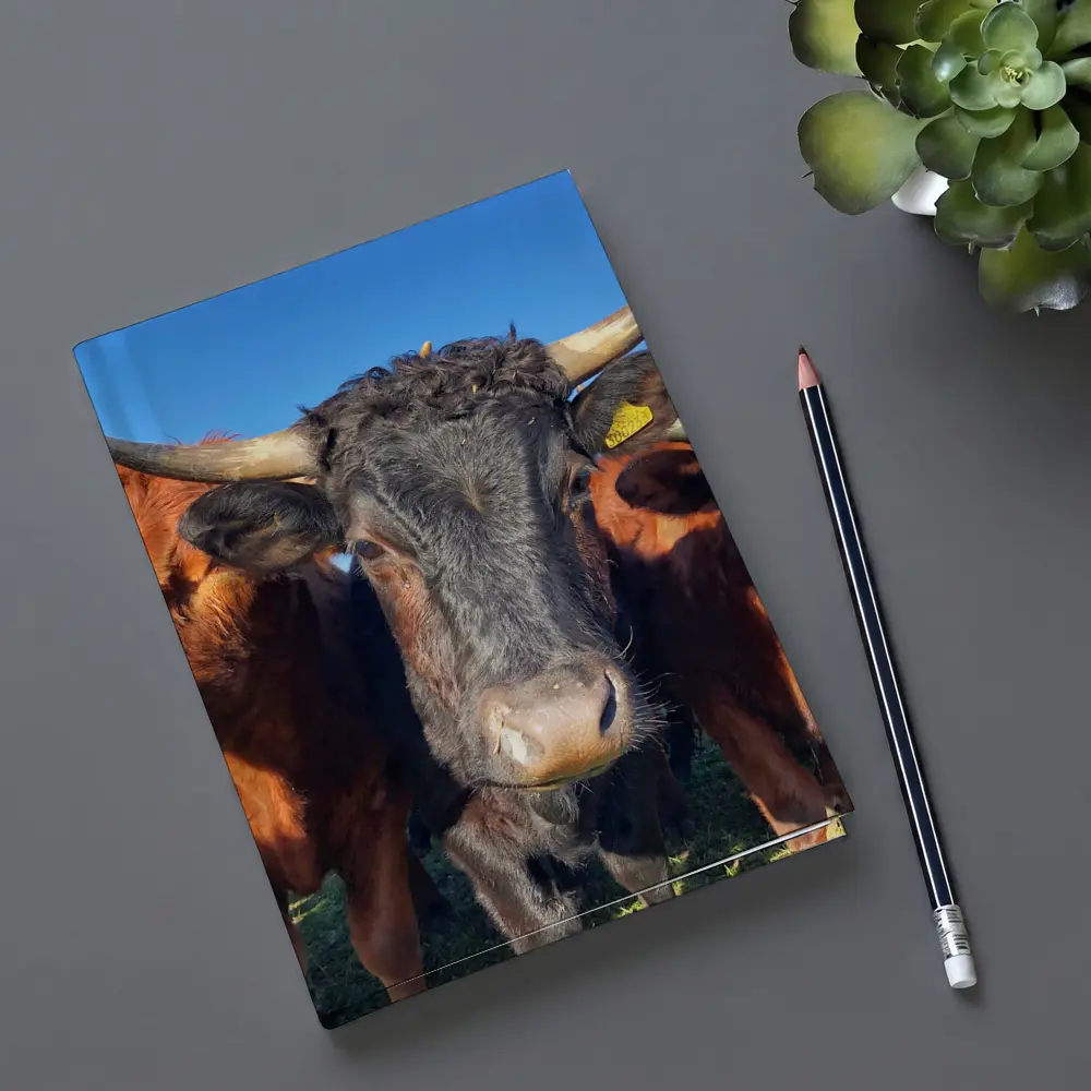 Longhorn Cattle Close Up Blue Sky – Notebooks
