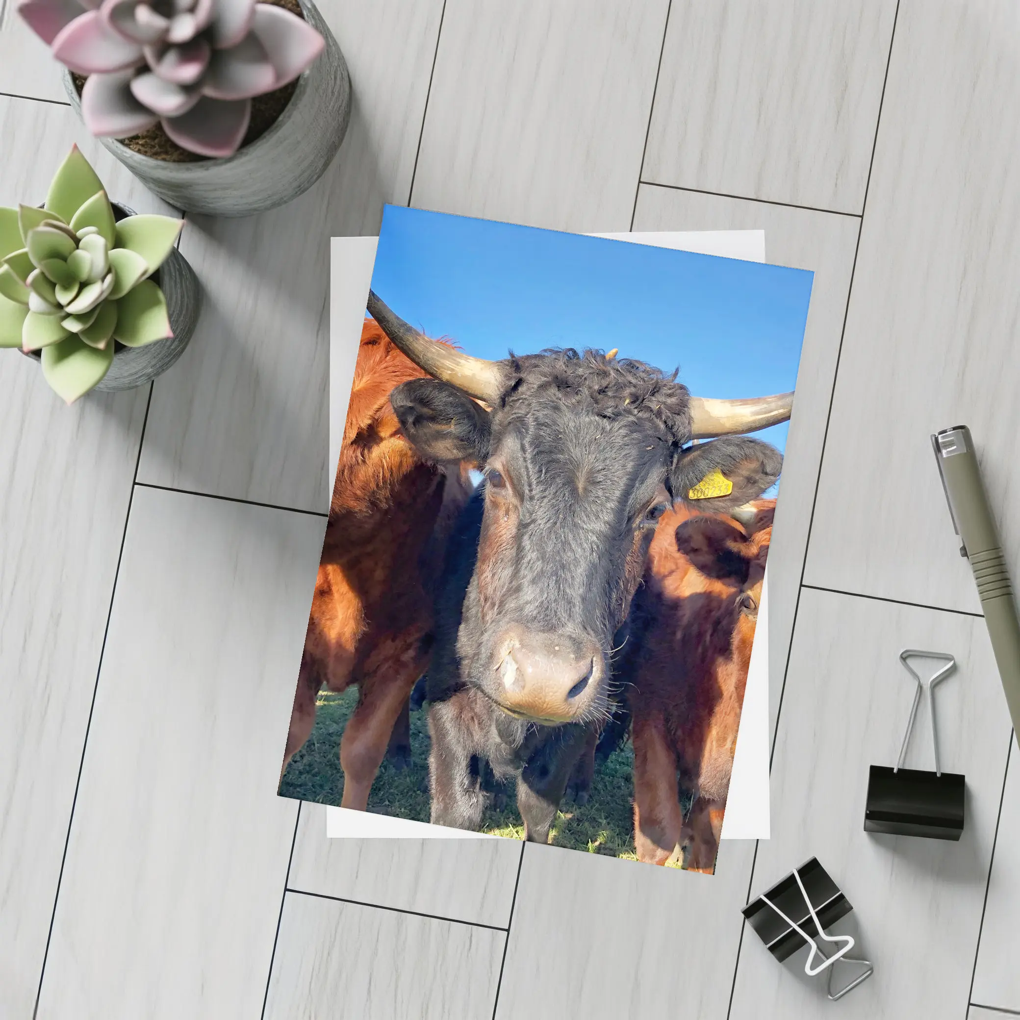 Longhorn Cattle Close Up Blue Sky – Postcards