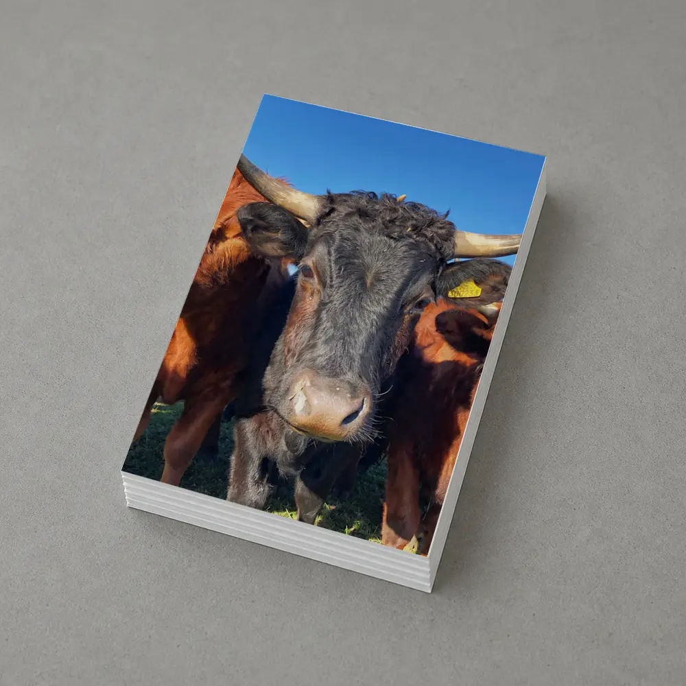 Longhorn Cattle Close Up Blue Sky – Postcards