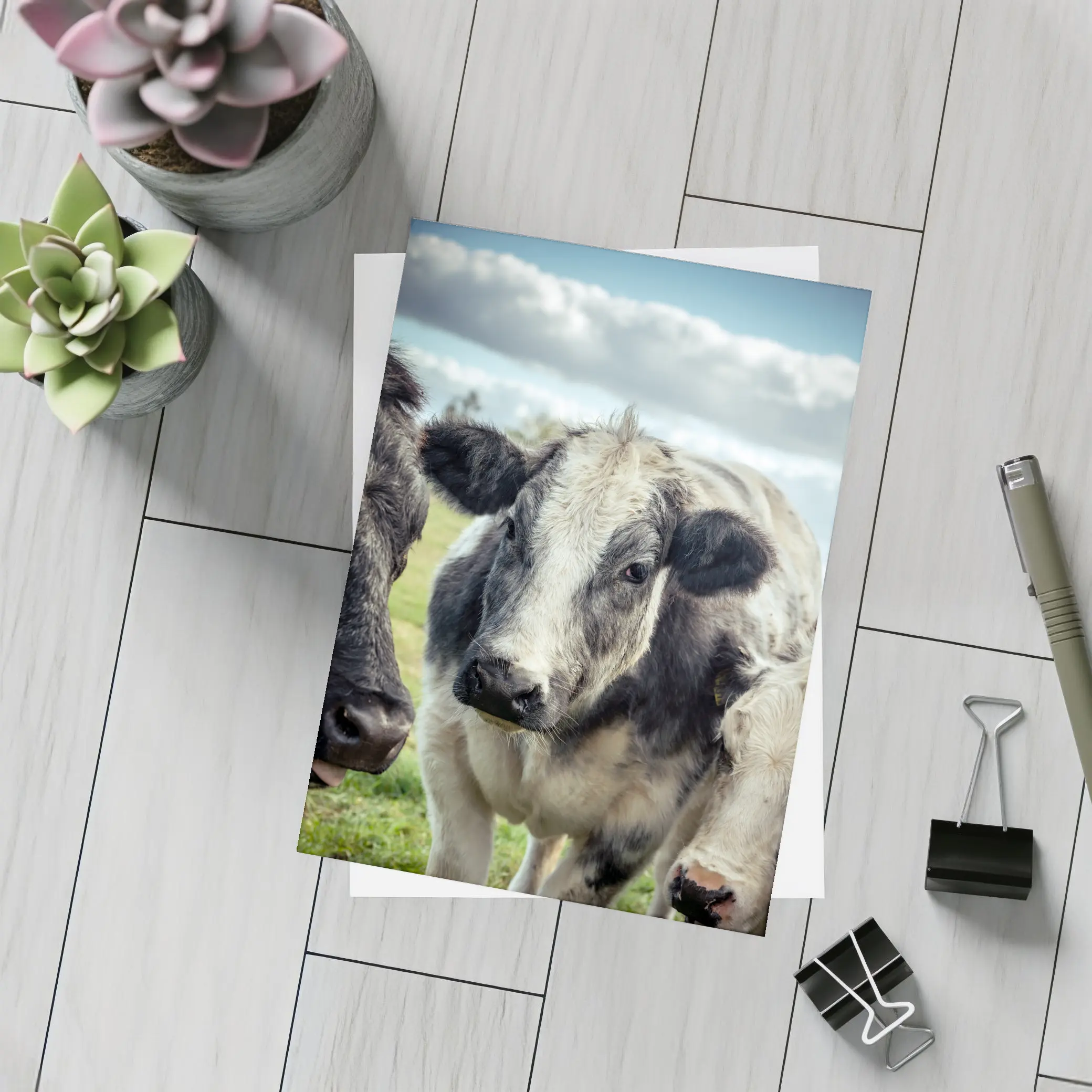 Black White Cow Close Up Green Field – Postcards